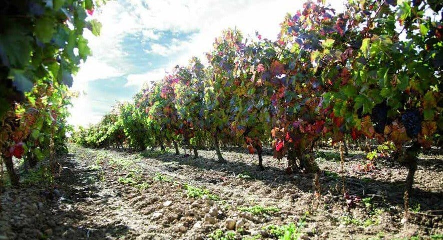 Bodegas Carlos Serres
