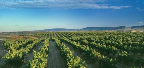 Bodegas Valdemar