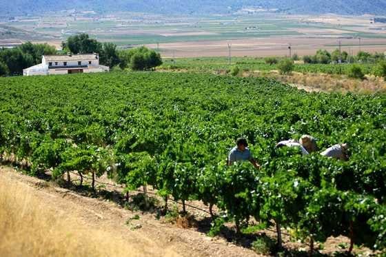 Bodegas Castano