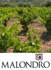 Celler Malondro