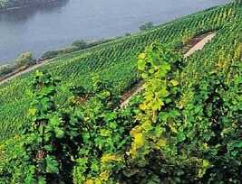 Weingut Carl Loewen