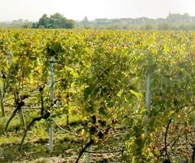 Weingut Kesselring
