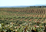 Bodegas Otero