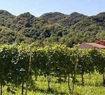 Cantina Colli del Soligo