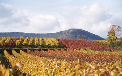 Weingut Anselmann